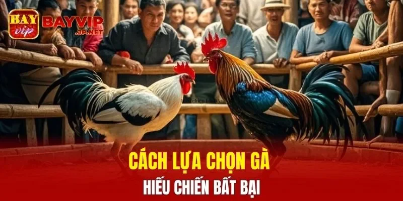 Cách lựa chọn gà hiếu chiến bất bại