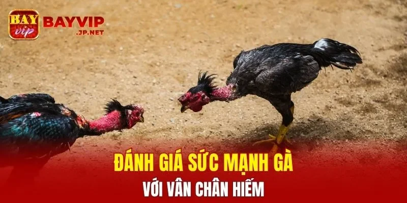 Đánh giá sức mạnh gà với vân chân hiếm